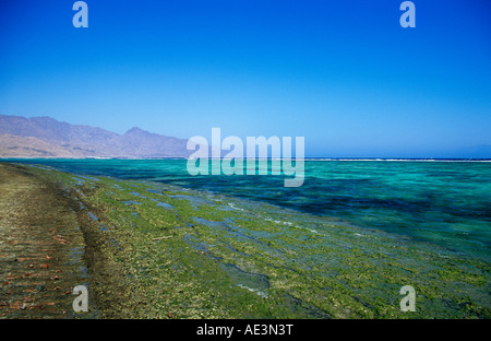 The reef off Dahab, Red Sea, Egypt Stock Photo