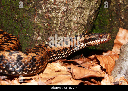 Crawling female adder in Northern Dinaric Mountains Stock Photo