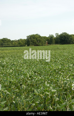 Minnesota Agriculture Corn And Soybeans Are The Two Main Crops Of ...