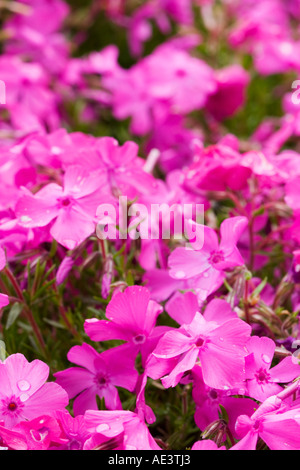 Phlox Subulata McDaniel's Cushion Family Polemoniaceae Mountain Pinks Stock Photo