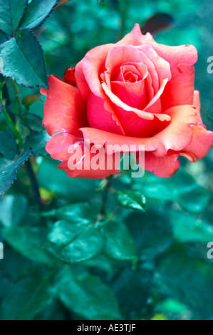 Hybrid Teas. Lady Rose. W. Kordes. 1979 Stock Photo