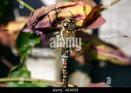 A Dragonfly on an old Passion Flower. Stock Photo