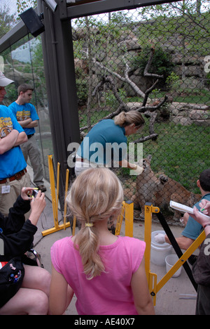 Philadelphia Zoo Big Cat Falls trainers working with young lions Philadelphia Pennsylvania PA USA Stock Photo