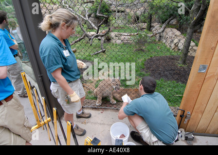 Philadelphia Zoo Big Cat Falls trainers working with young lions Philadelphia Pennsylvania PA USA Stock Photo