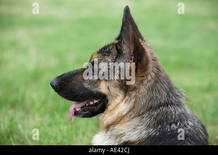 Alert German Shepherd on Guard Stock Photo