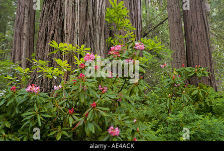 Rhododendrons and giant redwood trees in the Prairie Creek Section of Redwood National Park near Crescent City California