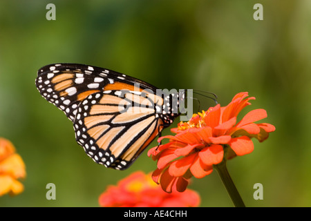 Monarch Butterfly with wings folded on red flower Stock Photo