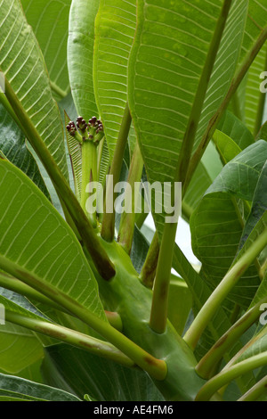 Frangipanni branch with cluster flower buds detail view Plumeria rubra acutifolia New South Wales Australia Stock Photo