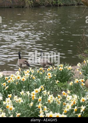 Daffodils by the riverside Tamworth with a pair of Canada Geese in the background. Stock Photo