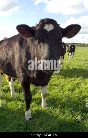 Black and white Frisian Holstein cows in a sunny pasture under a blue ...