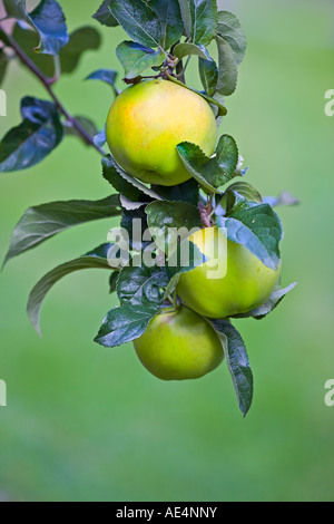 Apple variety George Neal ripening on the tree in an English orchard Stock Photo