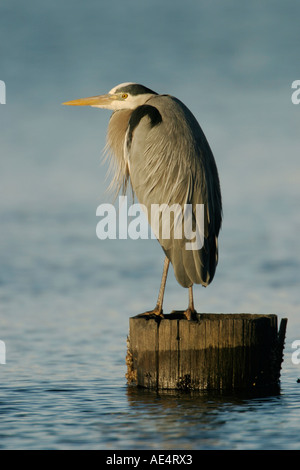 Great Blue Heron On Wood Piling Stock Photo