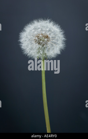 Dandilion, part of a series of shots to sugest ideas Stock Photo