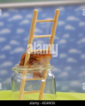 tomato frog on ladder weatherman Stock Photo