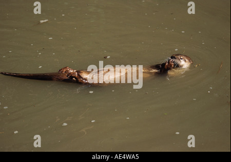 North American River Otter (Lontra canadensis) drifting on its back in a river