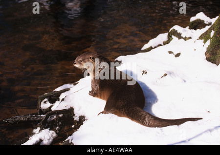 North American River Otter - in snow / Lutra canadensis North American River Otter - in snow / Lutra canadensis