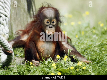 young Sumatran Orang-utan on meadow with rope / Pongo pygmaeus abeli Stock Photo
