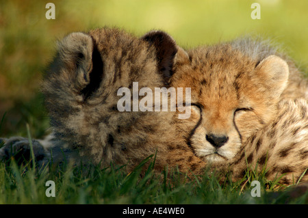 two young cheetahs - sleeping / Acinonyx jubatus