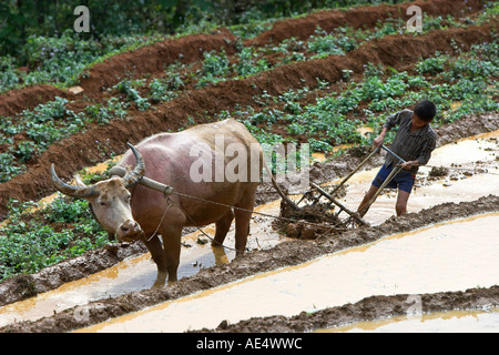 Boy farmer with buffalo plough tills rice terraces near Sapa Vietnam Stock Photo