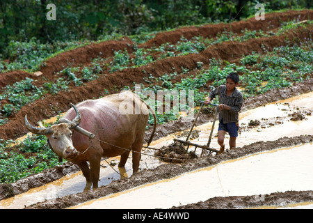 Boy farmer with buffalo plough tills rice terraces near Sapa Vietnam Stock Photo