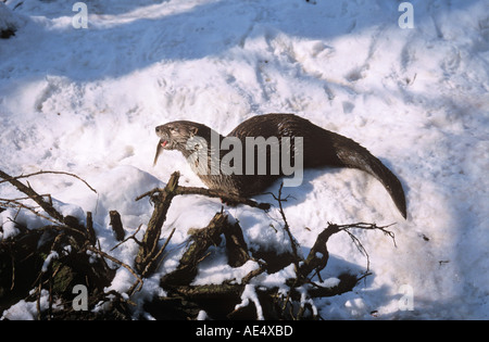 North American River Otter in snow with prey / Lutra canadensis