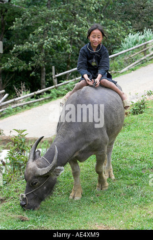 Black Hmong girl on buffalo near Cat Cat village close to Sapa north Vietnam Stock Photo