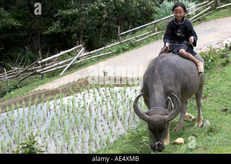 Black Hmong girl on buffalo near Cat Cat village close to Sapa north Vietnam Stock Photo