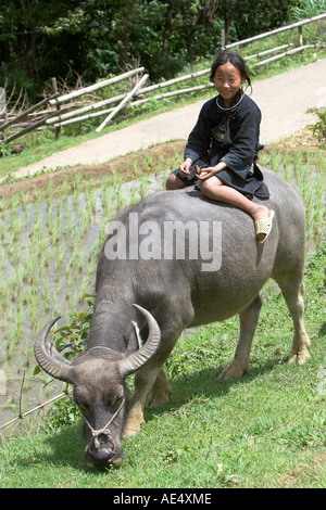 Black Hmong girl on buffalo near Cat Cat village close to Sapa north Vietnam Stock Photo