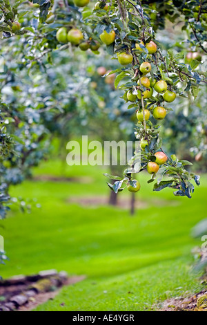 Heavy laden apple tree in an English orchard Stock Photo