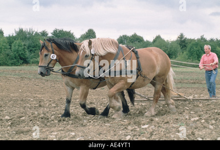 Landwirt bei der Arbeit mit Arbeitspferd ackern mit 2 PS Boden pfluegen traditionelle Landwirtschaft Stock Photo