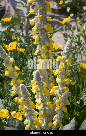 VERBASCUM PICTURED IN JUNE Stock Photo