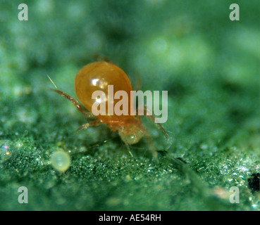 Predatory mite Phytoseiulus persimilis feeding on two spot spider mite Tetranychus urticae egg Stock Photo