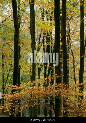 Autumnal colours in the beech trees clothing the Wye Valley, Gloucestershire. Stock Photo