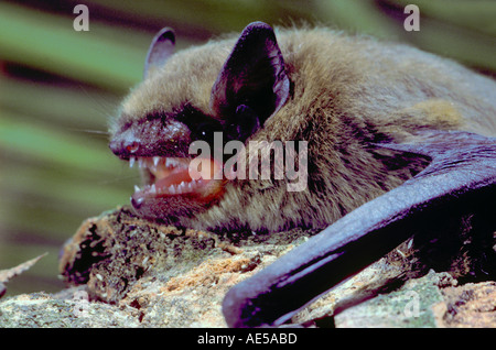 Common Pipistrelle Bat, Pipistrellus pipistrellus. Close-up of head with open mouth Stock Photo