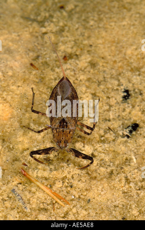 Water Scorpion, Nepa cinerea. Underwater Stock Photo