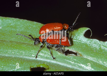 Lily Leaf Beetles, Lilioceris lilii. Two on a curious posture Stock Photo