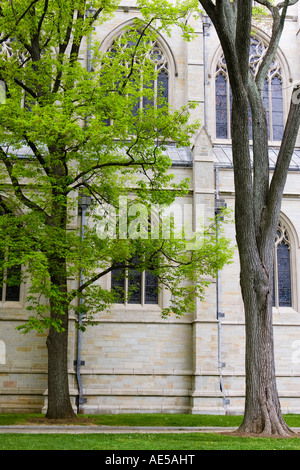 Tall trees growing outside of tall stained glass windows of Gothic chapel at Princeton University New Jersey Stock Photo