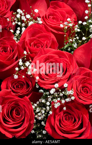 Closeup of a bouquet of tightly packed red roses with white babys breath Stock Photo