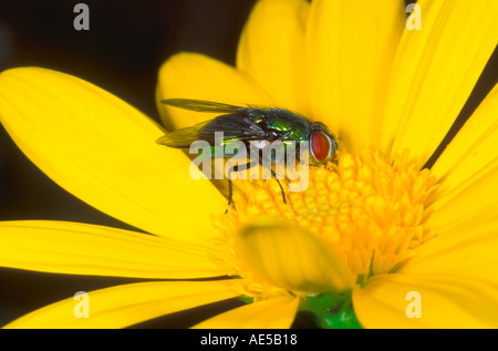 Greenbottle Fly, Lucilia caesar. Feeding on yellow flower Stock Photo