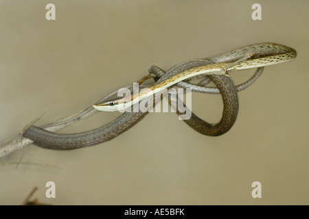 Brown Vine Snake Oxybelis aeneus Arizona Sonora Desert Museum Tucson Arizona United States 20 March Stock Photo