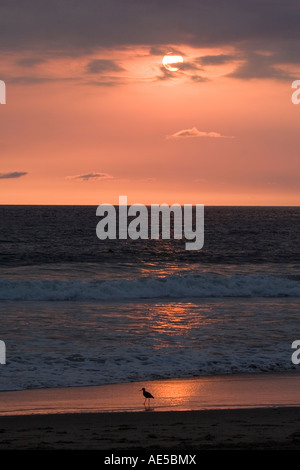 Sandpiper on beach with glowing sunset over Pacific Ocean in Los Angeles California Stock Photo
