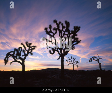 Joshua Tree National Park California USA Stock Photo