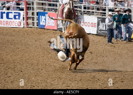 Cowboy being thrown off the back of an angry bucking bull in a rodeo bull riding competition Stock Photo