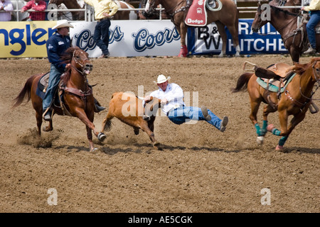 Cowboy leaving his horse on the run grabbing calf horns in midair in rodeo steer wrestling competition at Stock Photo