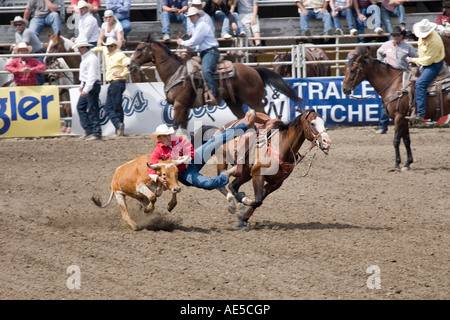 Cowboy sliding off his galloping horse to grab a calf by the horns in midair in a rodeo steer wrestling competition Stock Photo