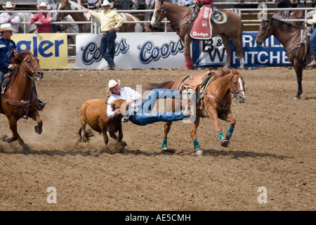 Cowboy sliding off his galloping horse to grab calf by the horns in midair in rodeo steer wrestling competition Stock Photo