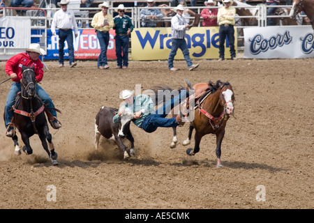 Cowboy sliding off his galloping horse grabbing horns of calf in midair in rodeo steer wrestling competition Stock Photo