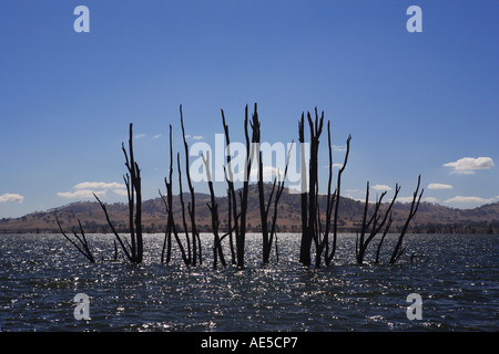 Ghost Murray River Red Gum tree trunks in Lake Hume near Huon 20 km east of Wodonga Victoria Australia Stock Photo