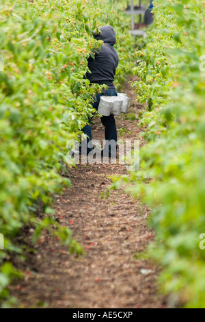 Female immigrant farm worker reaching into a row of raspberry crops to pick the berries in a California field Stock Photo
