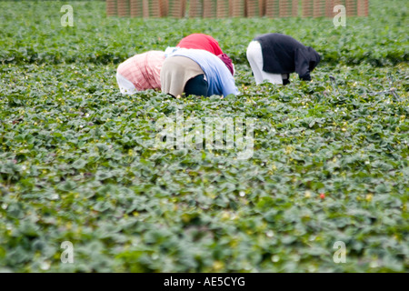 Hispanic immigrant farm workers in strawberry field bending over to pick strawberry crops Stock Photo